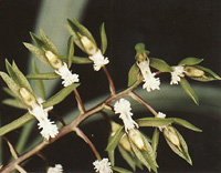 Catasetum barbatum (Male Flowers)