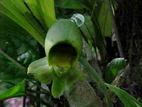 Catasetum macrocarpum  (Female Flower)