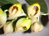 Catasetum macrocarpum (Male Flower)