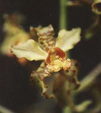 Cyrtopodium punctatum