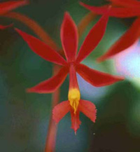 Epidendrum schomburgkii
