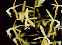 Epidendrum cristatum