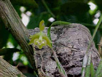 Epidendrum tipuloideum