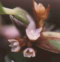 Maxillaria conferta