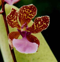 Oncidium lanceanum