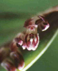 Pleurothallis ciliaris