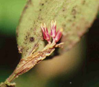 Pleurothallis orbicularis