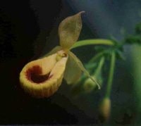Selenipedium palmifolium