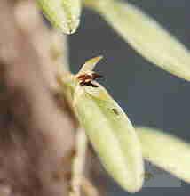 Anathallis polygonoides