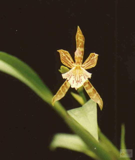 Aspasia variegata