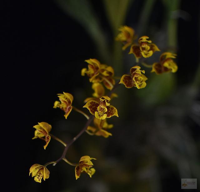 Bifrenaria aurantiaca