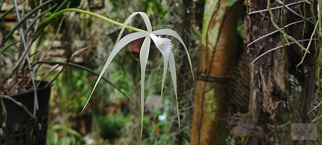 Brassavola cucullata