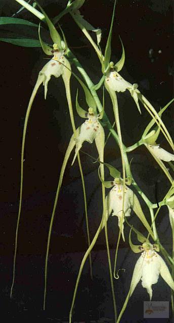 Brassia caudata