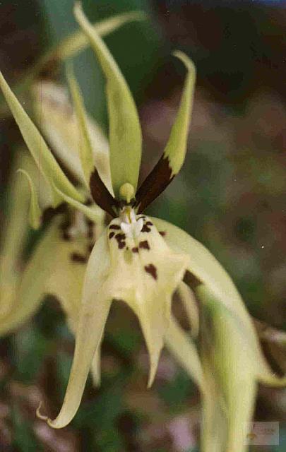 Brassia lanceana