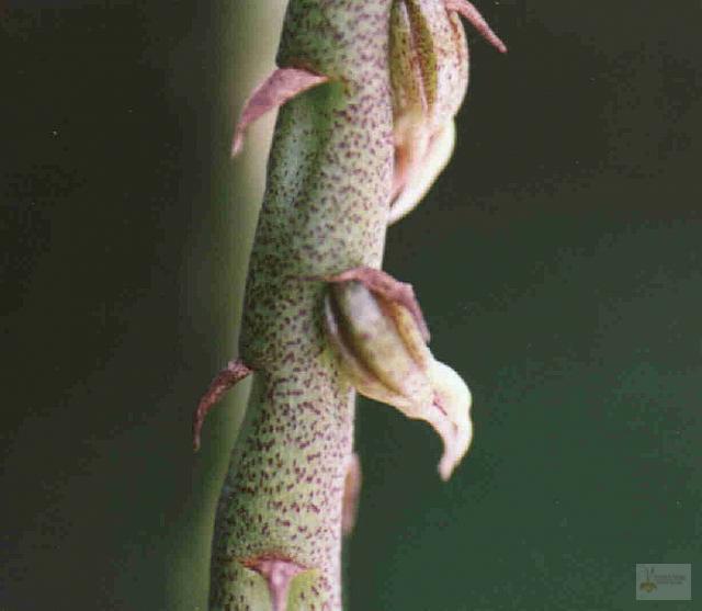 Bulbophyllum pinelianum