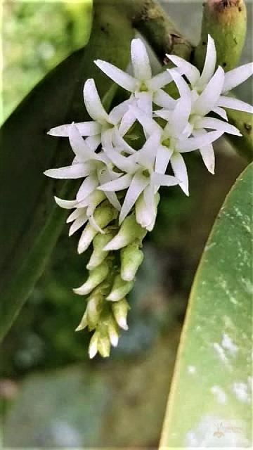 Campylocentrum micranthum