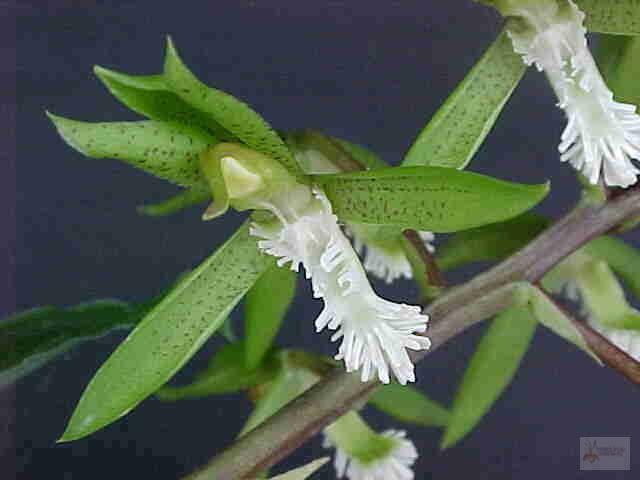 Catasetum  cristatum