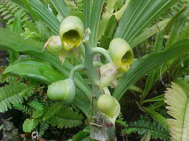 Catasetum macrocarpum