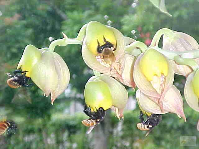 Catasetum macrocarpum-pollinator