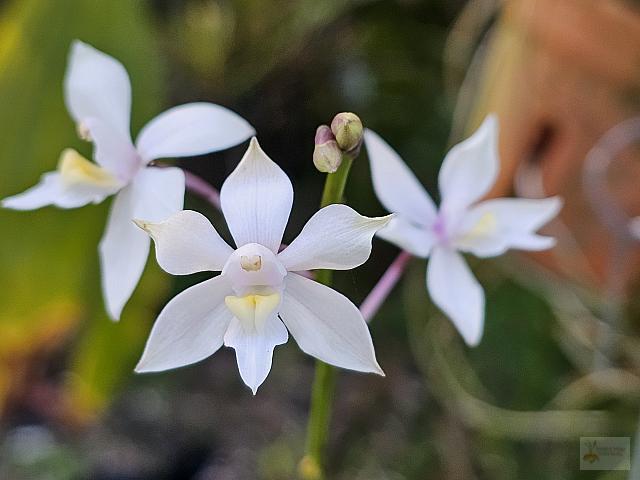 Caularthron bilamellatum