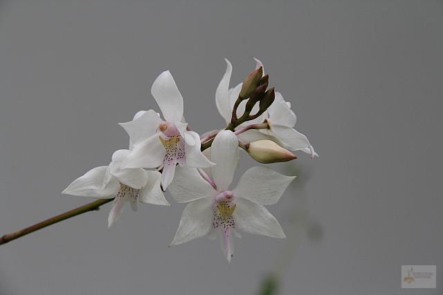 Caularthuron bicornutum pink