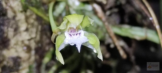 Chaubardia surinamensis