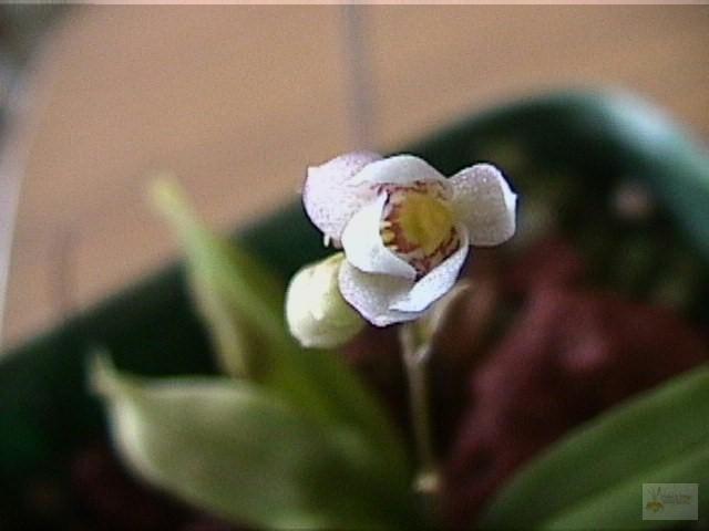 Cheiradenia cuspidata