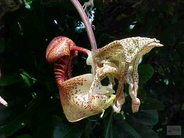 Coryanthes macrantha