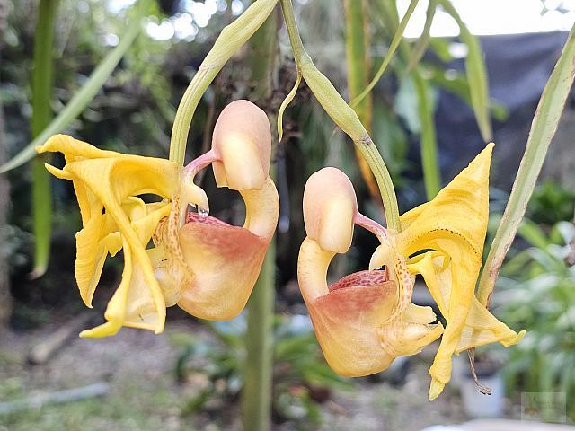 Coryanthes speciosa