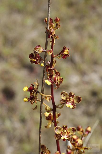Cyrtopodium parviflorum
