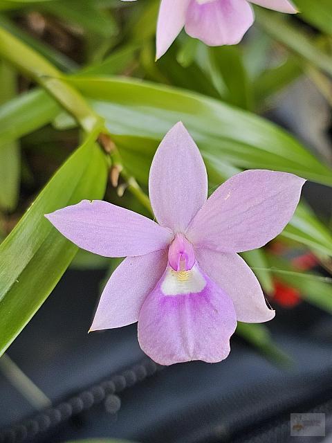 Dimerandra emarginata