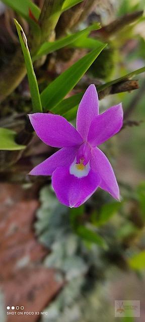 Dimerandra stenopetala