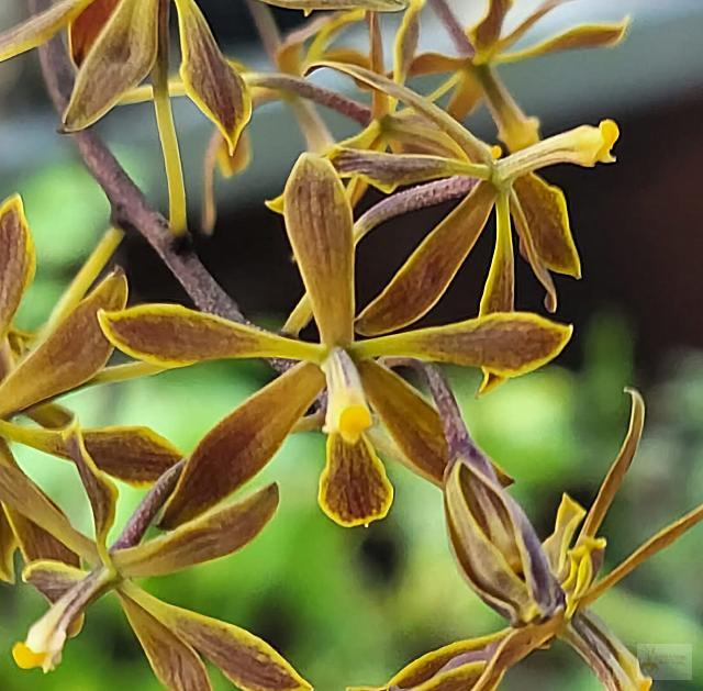 Encyclia maravalensis