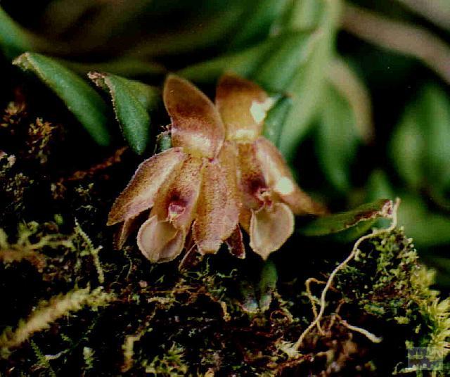 Epidendrum schlechterianum