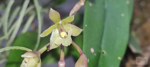 Epidendrum anceps