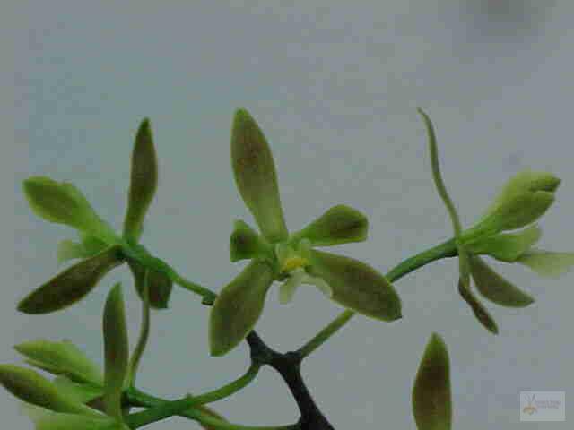 Encyclia bradfordii