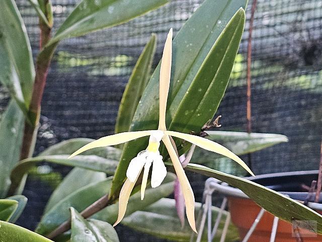 Epidendrum campylonocturnum