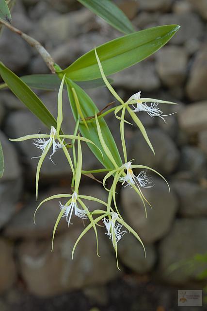 Epidendrum ciliare