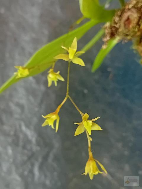 Epidendrum compressum  -  flower