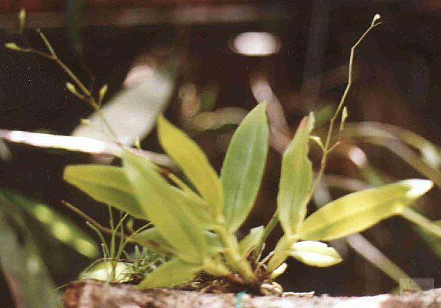 Epidendrum compressum