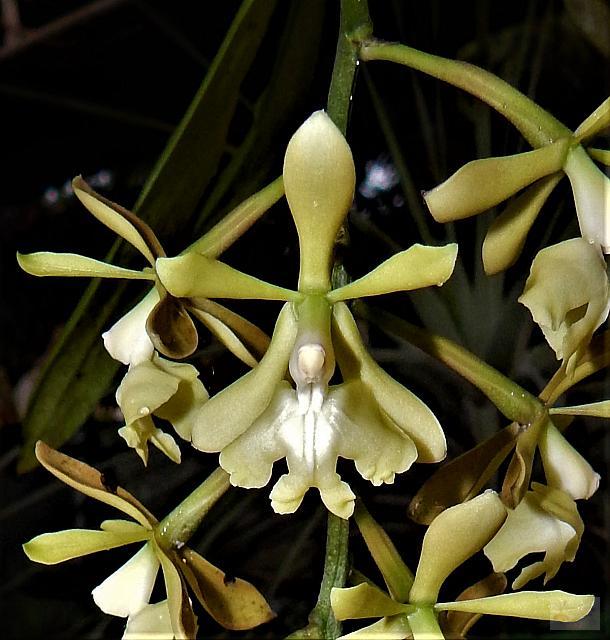 Epidendrum coronatum