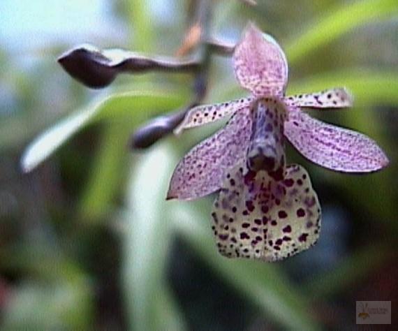 Epidendrum hombersleyi