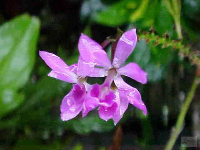 Epidendrum flexuosum