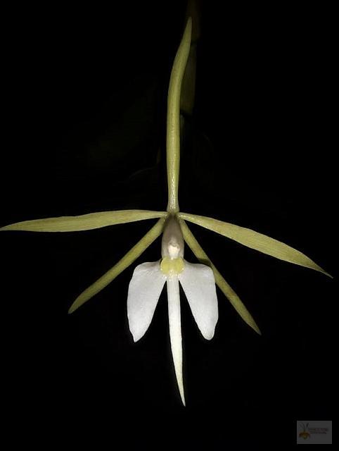 Epidendrum carpophorum