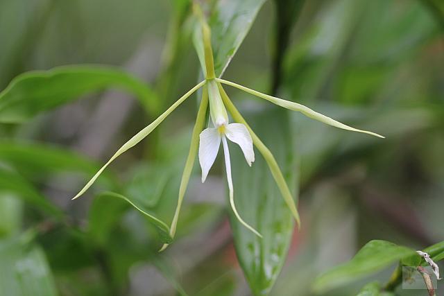 Epidendrum nocturnum
