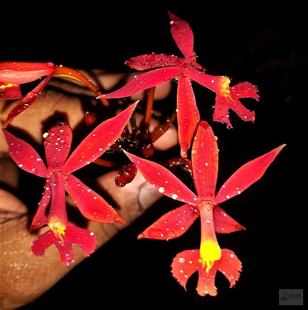 Epidendrum schomburgkii var. sworderi