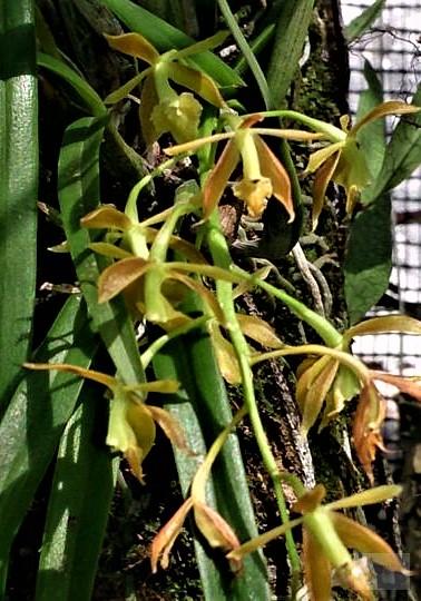 Epidendrum tipuloideum