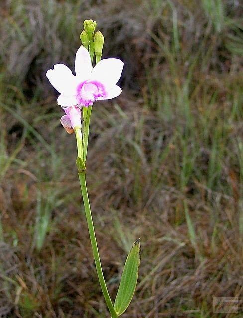 Epistephium parviflorum