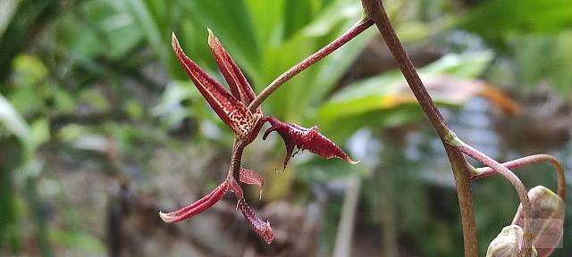 Gongora atropurpurea