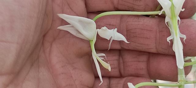 Gongora quinquenervis alba